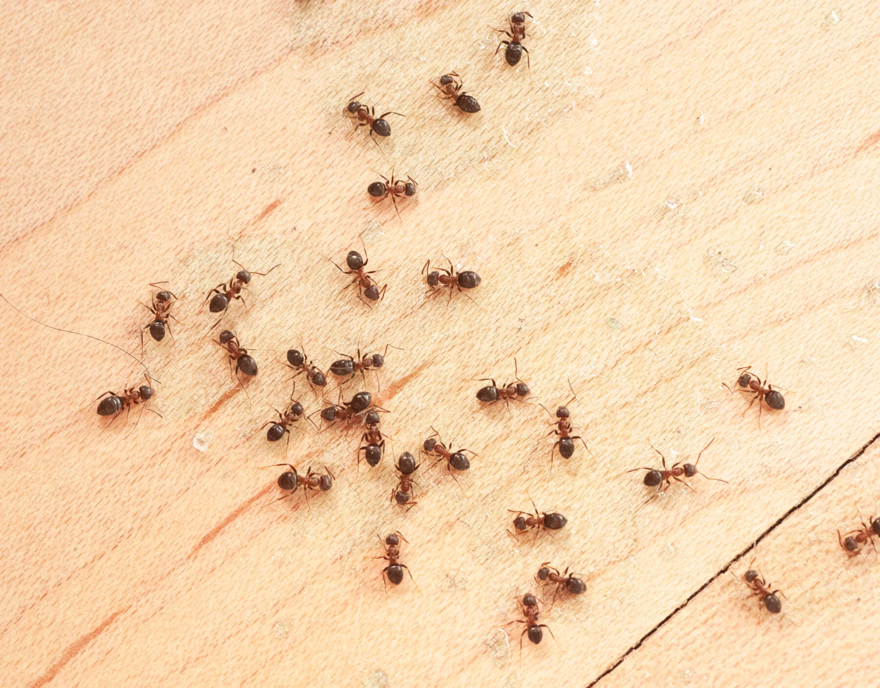 Ants In Southern California Should You Worry About A Potential   Ants In Kitchen (1) (1).webp